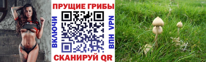 Псилоцибиновые грибы мухоморы  площадка как зайти  OMG рабочий сайт  Светогорск  хочу  